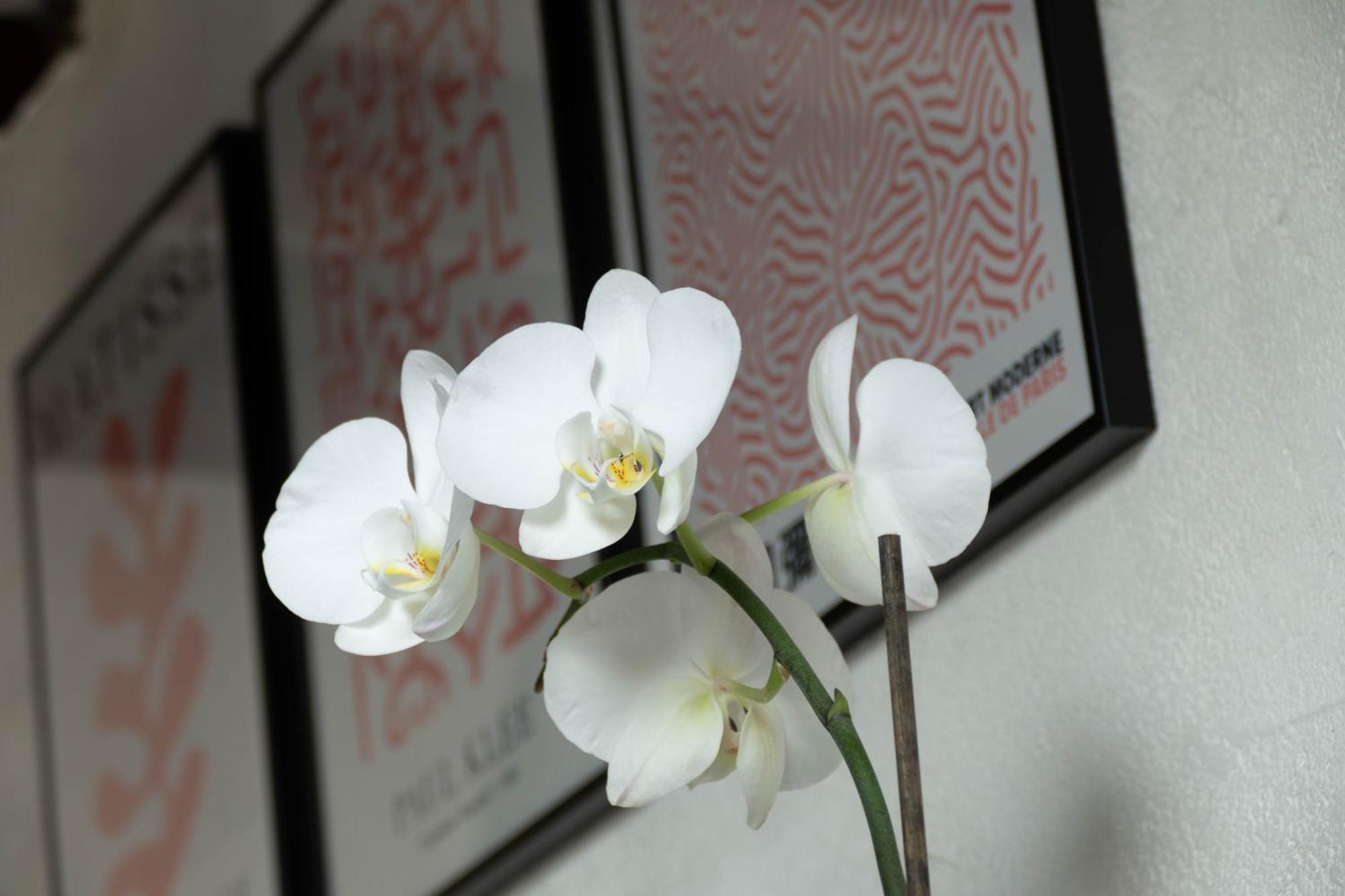 Suite Toussaint - Calme & Authentique Angers Bagian luar foto
